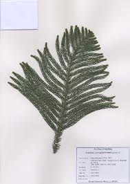 Image result for Araucariaceae