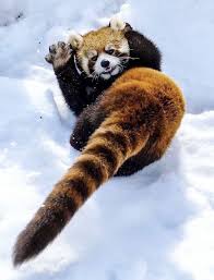 Epingle Sur Red Pandas Voros Macskamedve