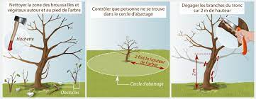 Check spelling or type a new query. Comment Couper Un Arbre Ooreka