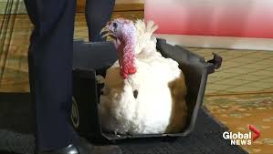 It's not because thanksgiving thursday is more alliterative than thanksgiving friday. Why Canadian Thanksgiving Falls On A Different Day Than American Thanksgiving National Globalnews Ca