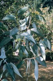 Image result for Eucalyptus sp.