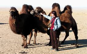 Whether equipped with one or two humps 85 percent of the genomic sequences expressed in the dromedary can be found in the bactrian camel. Gobi The Wild Two Humped Bactrian Camel