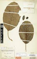 Image result for Ficus bubu