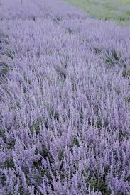 Image result for Perovskia atriplicifolia lacey blue lisslitt photo