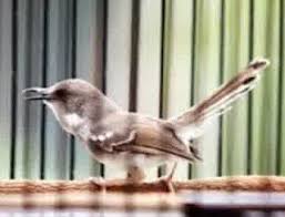 Burung ciblek di indonesia terdapat beberapa jenis,dari beberapa jenis tersebut juga terdapat kelebihan yang mampu memikat para penghobi.salah satu burung ci. Mengenal Ciri Ciri Burung Ciblek Kalung