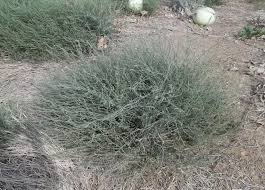 Image result for Heliotropium zeylanicum