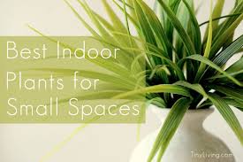 Maybe you would like to learn more about one of these? The Best Indoor Plants For Small Spaces Tiny Living