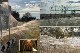The park is located in yinnar, a rural township in central gippsland, victoria, australia. Creepy Spider Webs Blanket Australian Bush As Millions Of Spiders Flee Flooding World Today News