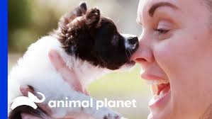 Nacho' the local dog to compete in Westminster Kennel Club Dog Show this  weekend