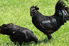 Bukan Ayam Bangkok Ini Dia 10 Ayam Termahal Di Dunia