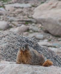 Marmots Are Large Ground Squirrels Found In Mountainous Areas Marmots Live In Burrows Within Rockpiles Colorado Travel 14ers In Colorado Living In Colorado