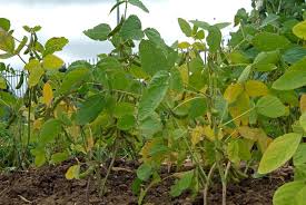 Image result for Glycine max