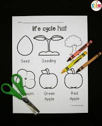 Apple trees take 5 to 7 years. Apple Life Cycle Hat The Stem Laboratory