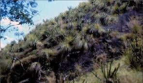 Image result for Plectranthus mandalensis