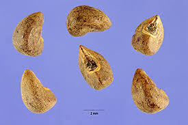 Image result for Urena lobata