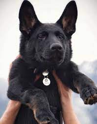 Pin By Marc Lafleur On Berger Allemand Malinois German Shepherd Dogs German Shepherd Puppies Shepherd Puppies