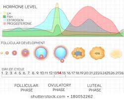 Female Hormone Cycle Images Stock Photos Vectors