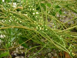 Image result for Cassytha filiformis
