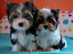 Available Puppies Biewer Puppies For Sale Biewer Yorkshire Terrier Breeder Yorkshire Terrier Breeders Yorkshire Terrier Puppies Yorkshire Terrier