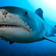 Nobody knows where tiger sharks give birth. Tiger Sharks Are Not Scared Of Hurricanes Us Researchers Say Sharks The Guardian
