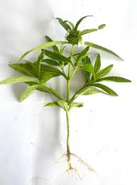 Image result for Leucas