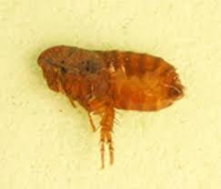 Even if your cat doesn't have this, it's extremely uncomfortable for him to have fleas. Dealing With Fleas Kentucky Pest News
