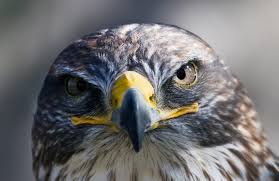 Resultado de imagen para aguilas