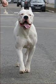 dogo argentino kane korso sobachki pitbul