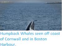 Abstract two types of berardius are recognised by local whalers in hokkaido, japan. Sciency Thoughts Berardius Minimus A New Species Of Beaked Whale From The North Pacific