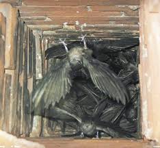 Traps are more effective in feeding sites vs. Chimney Caps Buy Replace Install Luce S Chimney Stove Shop