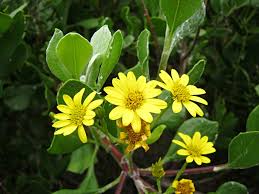 Image result for Chrysanthemoides monilifera