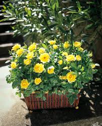 Grab them and use it during check out for extra savings! Sunny Knockout Roses For Sale Online The Tree Center