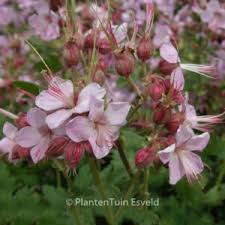 Image result for Chlorophytum macrorrhizum