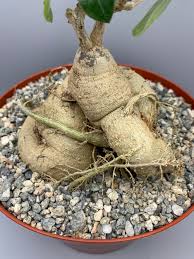 Image result for Raphionacme globosa