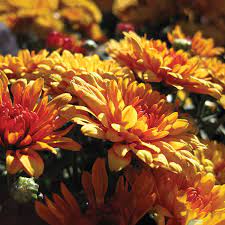 Faux greenery plants and flowers. 12 Spectacular Annual Fall Flowers Costa Farms
