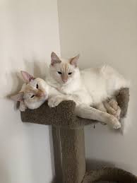 The best food for kittens will have: How To Raise A Kitten To Be Cuddly Reddit Arxiusarquitectura