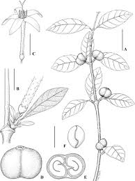 Image result for Tricalysia schliebenii