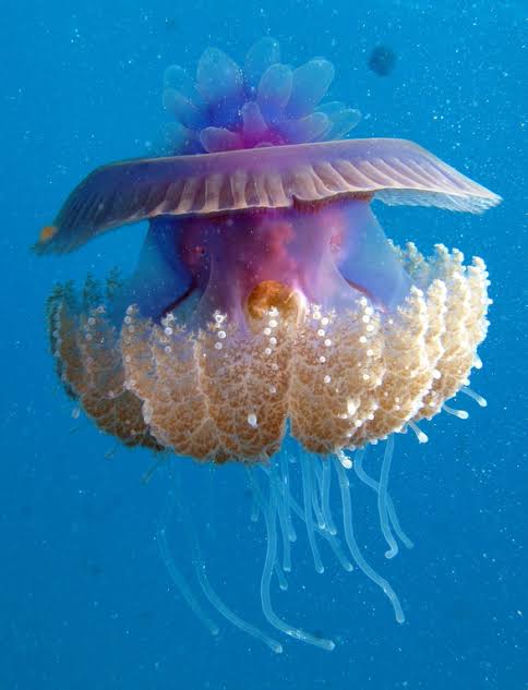 Mga resulta ng larawan para sa Cephea Jellyfish"
