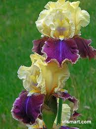 Pin On Iris