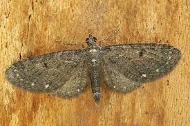 Image result for Eupithecia tripunctaria