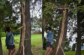 Entrer dans sa chambre… le sort se joue de moi. Un Arbre De La Rue Agnes Frappe Par La Foudre Claudia Collard Actualites L Echo De Frontenac Hebdo De La Region De Lac Megantic