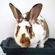 We did not find results for: How To Entertain And Play With A Pet Rabbit Pethelpful