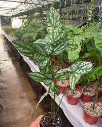 Image result for Cercestis