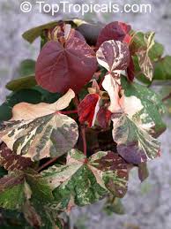 Image result for Hibiscus tiliaceus