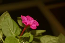 Image result for Nyctaginaceae