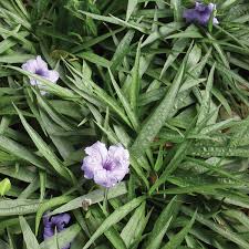 Check spelling or type a new query. Ruellia Dwarf Austintexas Gov