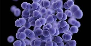 There are many factors that contribute to this special status, but several are particularly well known. Where No Botulinum Toxin Has Gone Before Harvard Medical School