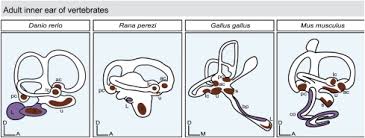 It is also the site of the opening to the ear canal. Early Development Of The Vertebrate Inner Ear Sciencedirect