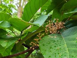 Image result for Sterculia subviolacea