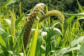 Learn What Is Siridhanya Or Millets And Types Of Siridhanya A Brief Description On Siridhanya And Millets Are Given Here Differen Millet Plant Foxtail Millet